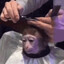 Monkey Business