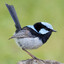 Superb Fairywren