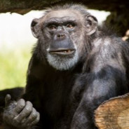 Apeman28 's avatar