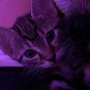 Queeny - steam id 76561199052843830