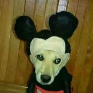 CachorrinDusKria