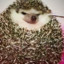 A very naughty hedgehog