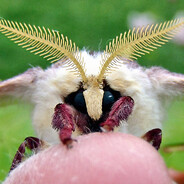 real moth