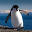 Mad Penguin