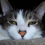 大海航行靠舵手