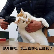 猫猫易找❤你心难寻
