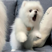 茵宝茵宝世界最好