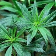 I smoke weed