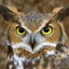 Owl Man