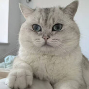 即将富有的李小呆