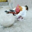 Sniper Chicken