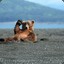 BearAss4lovin