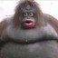 imAFatty