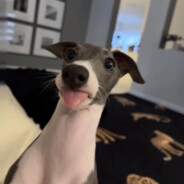 队友打架我shopping