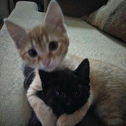 kitty^^ - steam id 76561199812125096