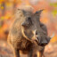 Westpiglet