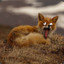 Foxxis