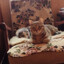 Финские Котики