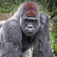 неуровнавешенный