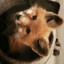 7\ doki's avatar