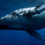 Balaenoptera musculus