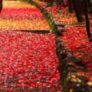 [冷粉] 兴和团队