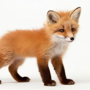 피오리파오리피오리