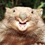 Saucy Wombat