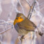 bumperrobin7169