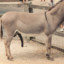 Donkey with 5 legs