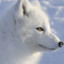 Arctic Fox