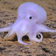 Cephalopod Sam