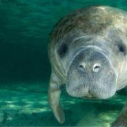 Mr.Manatee