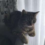 Dreftkuba CASE.GIFT CSGOSKINS