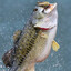 BigBassFisherman1