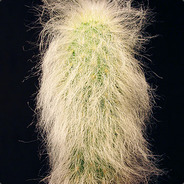 Cactus peluda