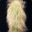 Cactus peluda