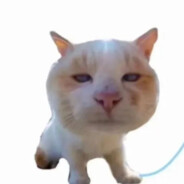 我去给你买橘子