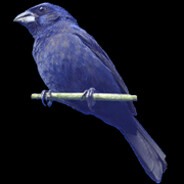 Azulão