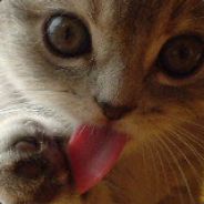 Michalis - steam id 76561197960490678
