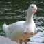 DuckScales