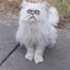 Bobby The Cat