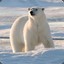 Polar&#039;Bear