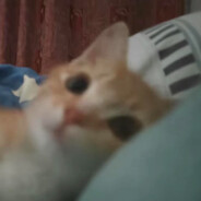 lovyu