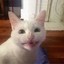 GATITO GATURRO MIAU