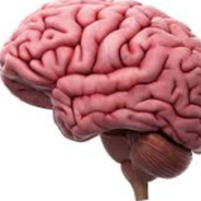 Brain