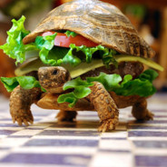 turtelburger