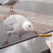 去码头整点薯条