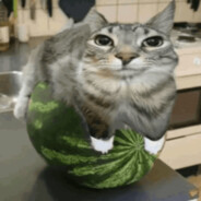 Cat on watermelon????