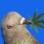 WeedPigeon